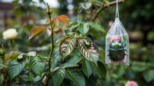How to Get Rid of Japanese Beetles: Traps and Sprays