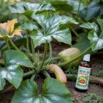 Powdery Mildew Treatment: ID, Prevention, and Fixes