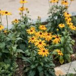 15 Stunning Gold Flowers for Beds and Borders