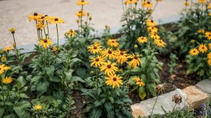 Gold Flowers: 15 Warm Yellow Varieties for Borders