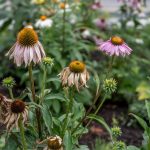 How to Deadhead Flowers: Pinch vs Cut and Rebloom Timing