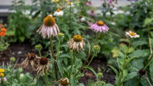 How to Deadhead Flowers: Pinch vs Cut and Rebloom Timing