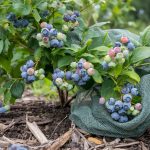 How to Grow Blueberries: Soil pH, Netting, and Pruning