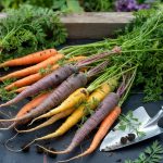 How to Grow Carrots: Loose Soil, Thinning, and Color Types