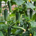 How to Grow Cucumbers: Vertical Growing and Bitter Fixes