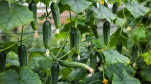 How to Grow Cucumbers: Vertical Growing and Bitter Fixes