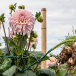 How to Grow Dahlias: Tuber Storage, Pinching, and Staking