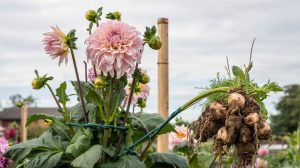 How to Grow Dahlias: Tuber Storage, Pinching, and Staking