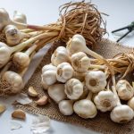 How to Grow Garlic: Fall Planting, Hardneck vs Softneck