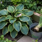 How to Grow Hostas: Slug Defense, Division, and Sun Types