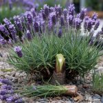 How to Grow Lavender: Drainage, Woody Stems, and Pruning