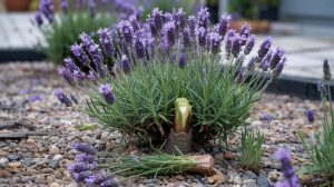 How to Grow Lavender: Drainage, Woody Stems, and Pruning