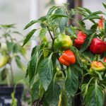 How to Grow Peppers: Indoor Starts and Heat Levels