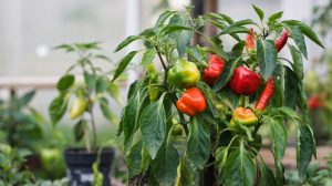 How to Grow Peppers: Indoor Starts and Heat Levels