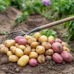 How to Grow Potatoes: Hilling, Container Depth, and Digging