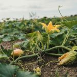 How to Grow Pumpkins: Hill Spacing and Hand Pollination