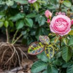 How to Grow Roses: Bare Root, Black Spot, and Winter Care