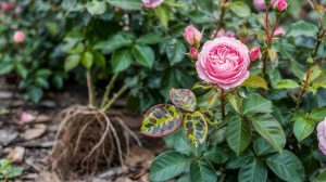 How to Grow Roses: Bare Root, Black Spot, and Winter Care