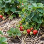 How to Grow Strawberries: Runners, Beds, and Berry Types