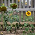 How to Grow Sunflowers: Giant vs Dwarf, Stakes, and Seeds