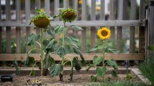 How to Grow Sunflowers: Giant vs Dwarf, Stakes, and Seeds