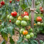 How to Grow Tomatoes: Staking, Pruning Suckers, and Blight