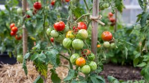 How to Grow Tomatoes: Staking, Pruning Suckers, and Blight