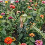 How to Grow Zinnias: Direct Sow, Cut-and-Come-Again Tips