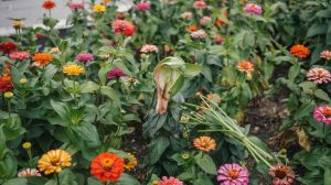 How to Grow Zinnias: Direct Sow, Cut-and-Come-Again Tips