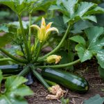 How to Grow Zucchini: Hand Pollination and Mildew Fixes