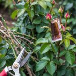 How to Prune Roses: Cane Angles, Dead Wood, and Timing