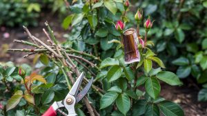 How to Prune Roses: Cane Angles, Dead Wood, and Timing