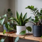indoor Plants Low Light Worth Planting (2026)