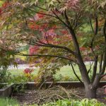 Japanese Maple Care: Varieties, Zones, and Pruning