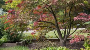 Japanese Maple Care: Varieties, Zones, and Pruning