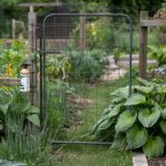 How to Keep Deer Out of Your Garden: Fencing and Sprays