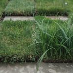 Kentucky Bluegrass vs Fescue: Sun, Shade, and Zone