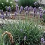 15 Stunning Lavender Flowers for Beds and Borders