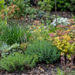 Low Maintenance Plants Worth Planting (2026)