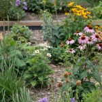 Native Plants: Tested Varieties for Your Yard