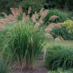 Ornamental Grass Care: Varieties, Pruning, and Planting