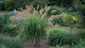 Ornamental Grass Care: Varieties, Pruning, and Planting