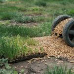 How to Overseed a Lawn: Timing and Seed Rate Guide