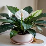 Peace Lily Care: Watering, Light, and Bloom Tips