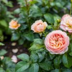 Peach Flowers for Every Garden (15 Picks)