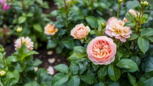 Peach Flowers: 15 Soft-Colored Varieties to Grow