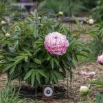 Peony Care: Planting Depth, Timing, and Varieties