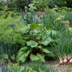 Perennial Vegetables: Plant Once, Harvest for Years