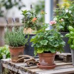Plants that Repel Mosquitoes That Actually Perform Well