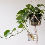 Pothos Care: Easiest Houseplant You Can Grow